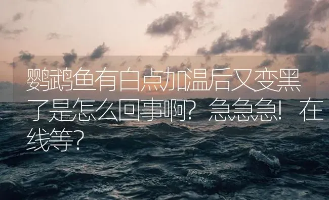 鹦鹉鱼有白点加温后又变黑了是怎么回事啊?急急急!在线等？ | 鱼类宠物饲养