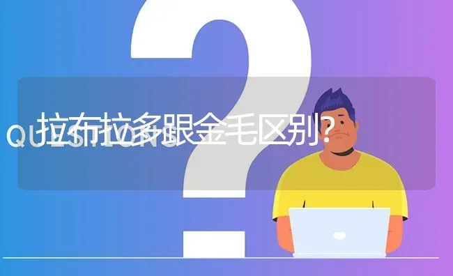 拉布拉多跟金毛区别？ | 动物养殖问答