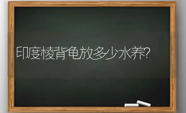 印度棱背龟放多少水养？ | 动物养殖问答