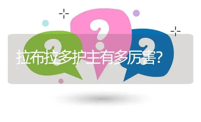 拉布拉多护主有多厉害？ | 动物养殖问答