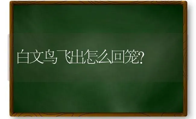 白文鸟飞出怎么回笼？ | 动物养殖问答