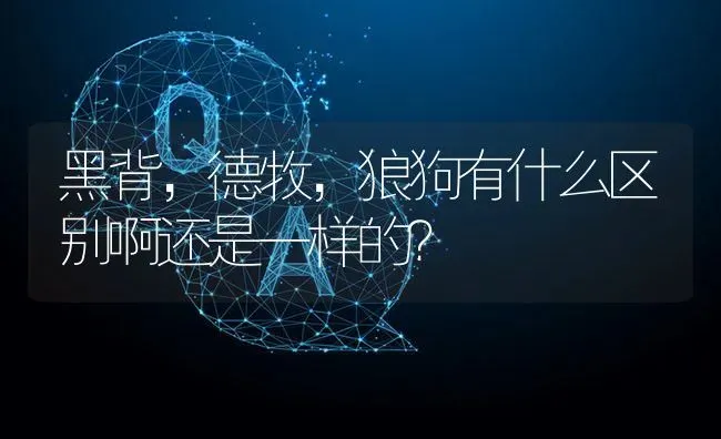 黑背，德牧，狼狗有什么区别啊还是一样的？ | 动物养殖问答