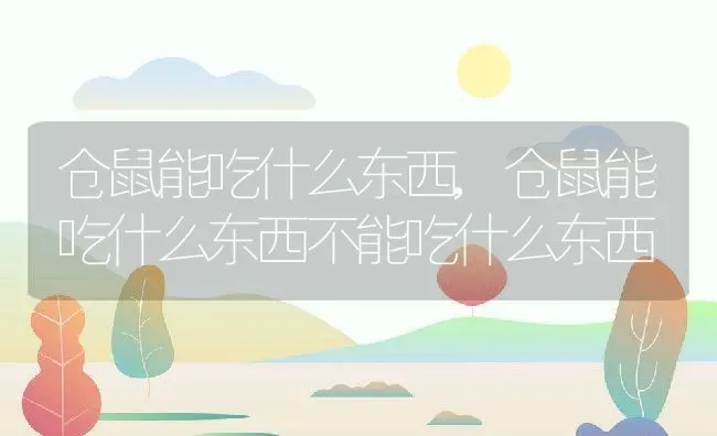 仓鼠能吃什么东西,仓鼠能吃什么东西不能吃什么东西 | 宠物百科知识