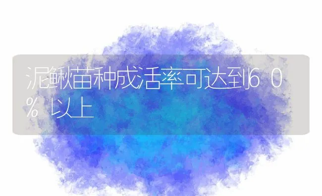 泥鳅苗种成活率可达到60%以上 | 水产养殖知识