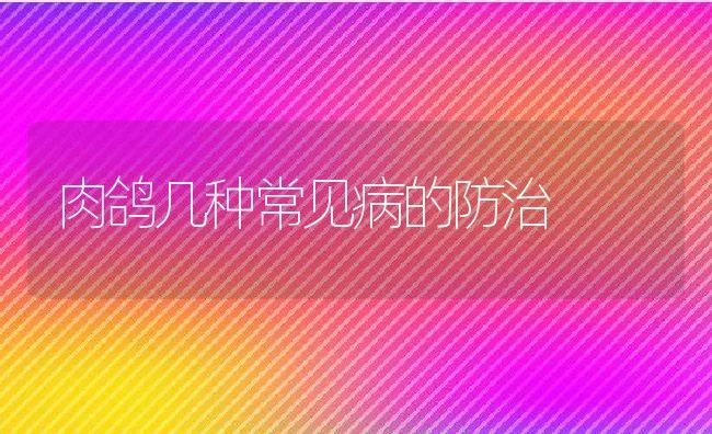 肉鸽几种常见病的防治 | 动物养殖学堂