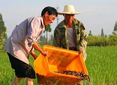 养殖台湾泥鳅投料喂养的三个注意事项