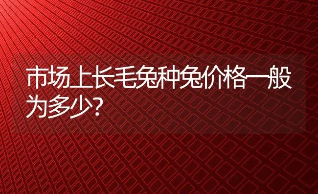 市场上长毛兔种兔价格一般为多少？ | 动物养殖百科