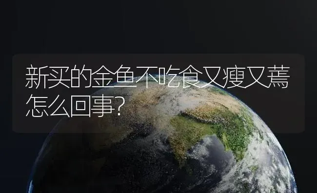 新买的金鱼不吃食又瘦又蔫怎么回事？ | 鱼类宠物饲养