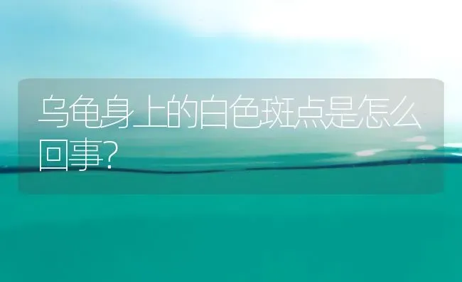 猫的生理周期是多少天？ | 动物养殖问答