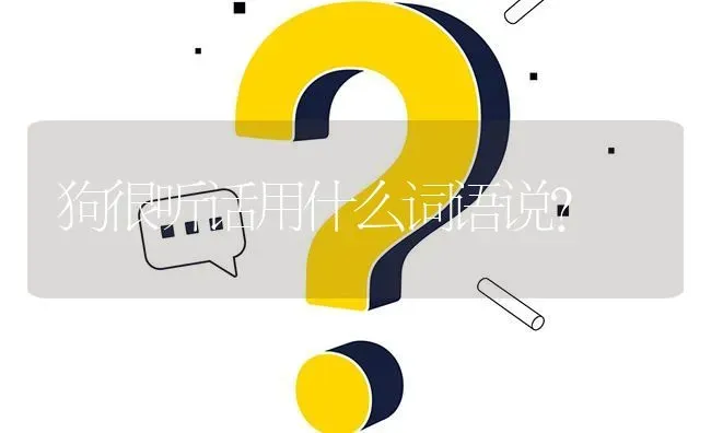 狗很听话用什么词语说？ | 动物养殖问答