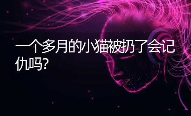 一个多月的小猫被扔了会记仇吗？ | 动物养殖问答