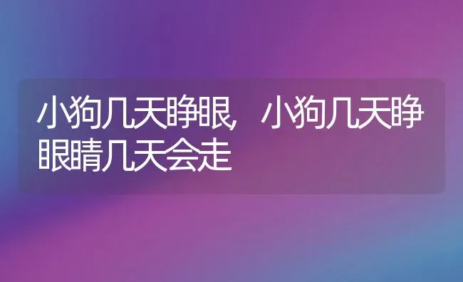 小狗几天睁眼,小狗几天睁眼睛几天会走 | 宠物百科知识