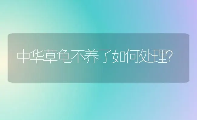 中华草龟不养了如何处理？ | 动物养殖问答