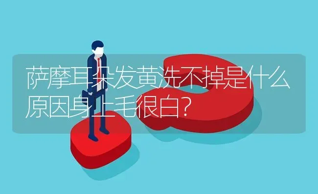 萨摩耳朵发黄洗不掉是什么原因身上毛很白？ | 动物养殖问答