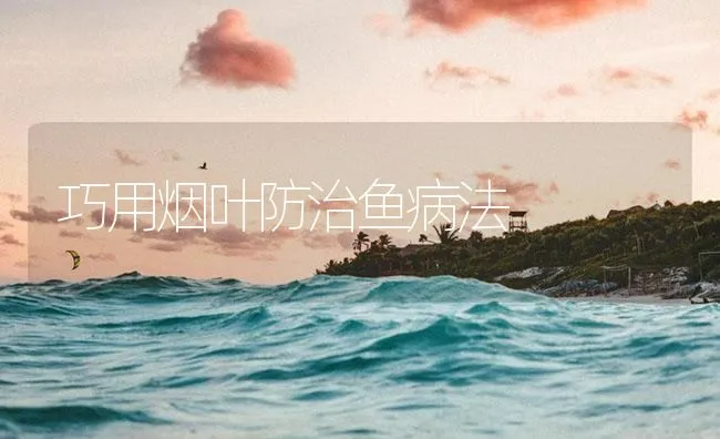 巧用烟叶防治鱼病法 | 海水养殖技术