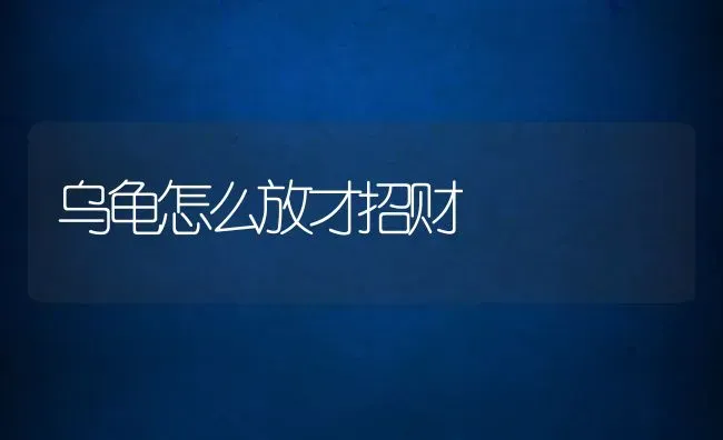 乌龟怎么放才招财 | 动物养殖百科