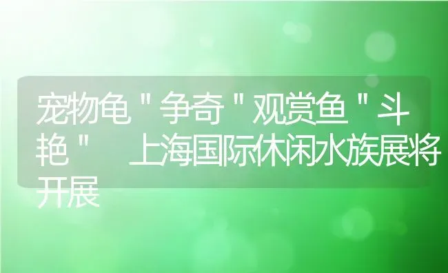 宠物龟＂争奇＂观赏鱼＂斗艳＂ 上海国际休闲水族展将开展 | 动物养殖百科