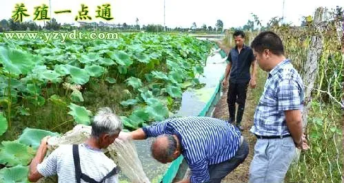 滩地藕鳅共养亩均收入上万，立体种养效益好