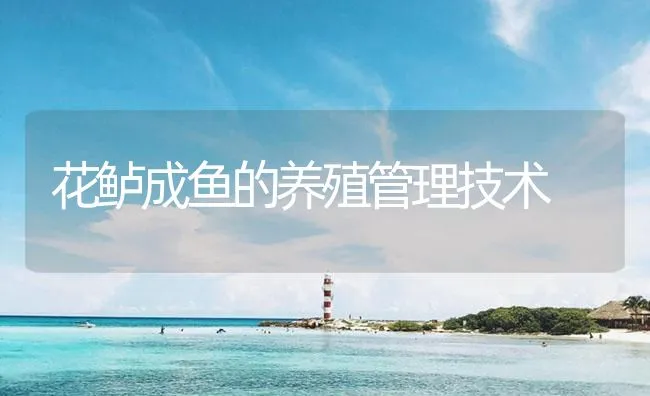 花鲈成鱼的养殖管理技术 | 海水养殖技术