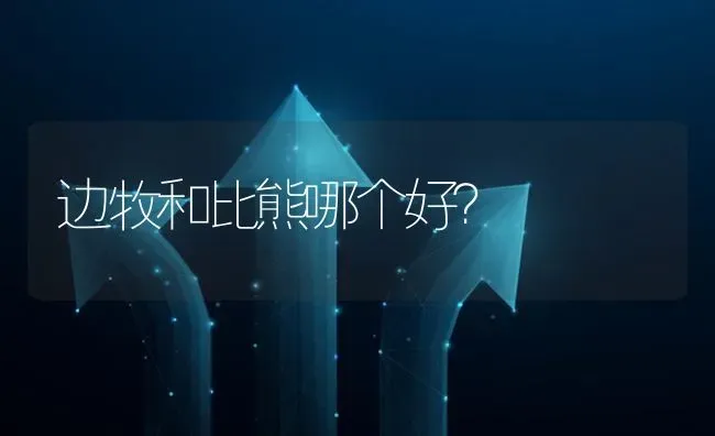 边牧和比熊哪个好？ | 动物养殖问答