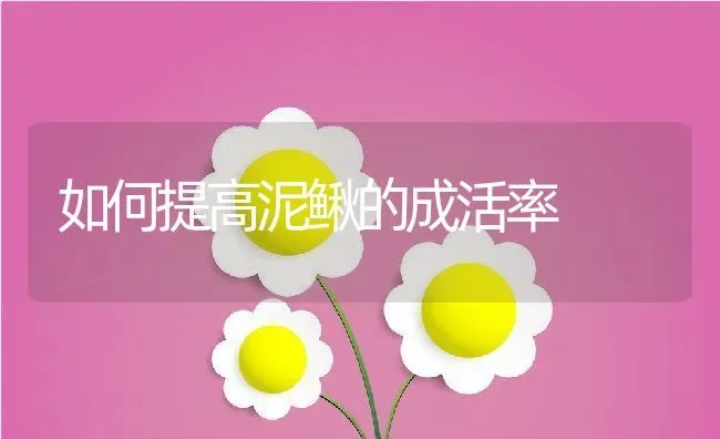 如何提高泥鳅的成活率 | 动物养殖百科