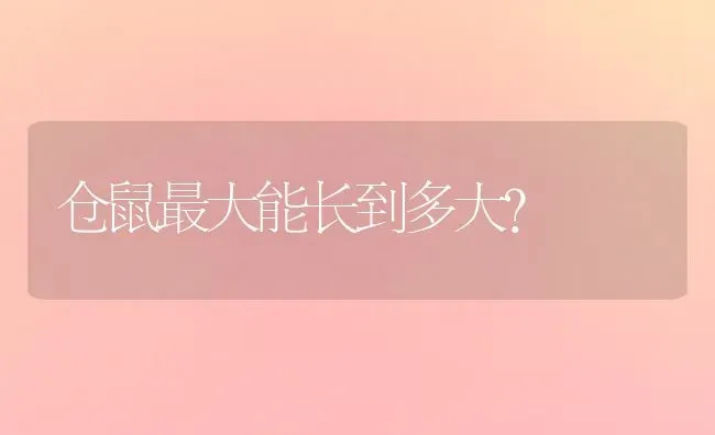 仓鼠最大能长到多大？ | 动物养殖问答