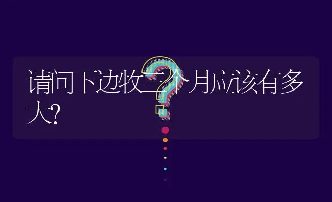 请问下边牧三个月应该有多大？ | 动物养殖问答