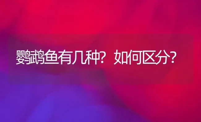 鹦鹉鱼有几种?如何区分？ | 动物养殖问答