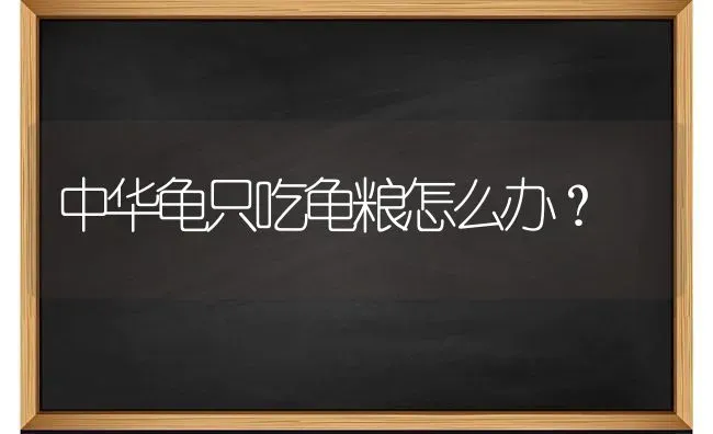 中华龟只吃龟粮怎么办？ | 动物养殖问答