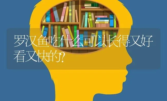 罗汉鱼吃什么可以长得又好看又快的？ | 鱼类宠物饲养