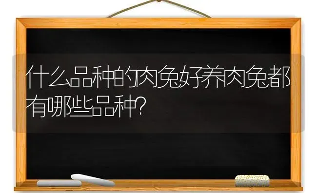 什么品种的肉兔好养肉兔都有哪些品种？ | 动物养殖问答