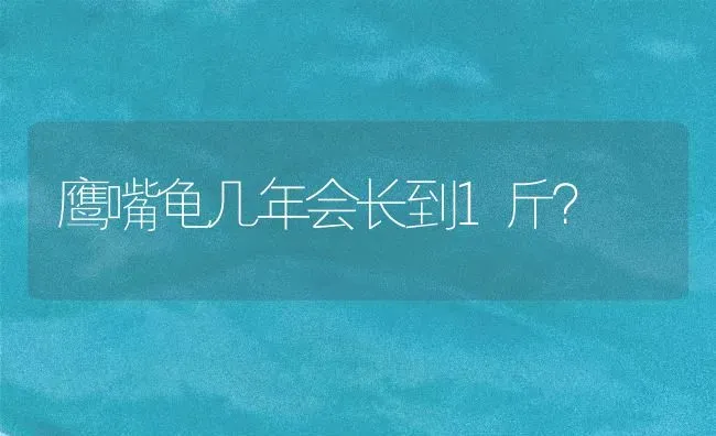 鹰嘴龟几年会长到1斤？ | 动物养殖问答