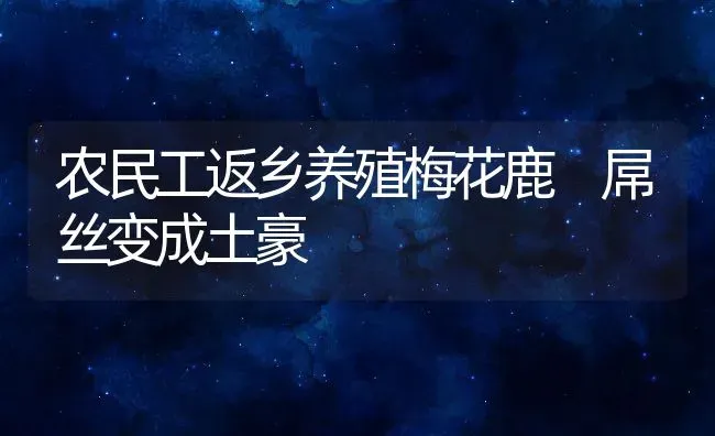 农民工返乡养殖梅花鹿 屌丝变成土豪 | 动物养殖教程