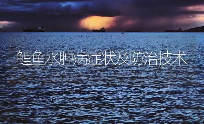 鲤鱼水肿病症状及防治技术 | 海水养殖技术