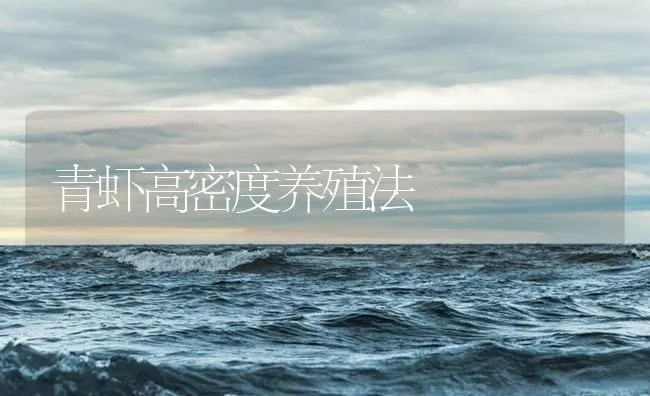 青虾高密度养殖法 | 海水养殖技术