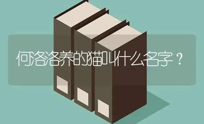 何洛洛养的猫叫什么名字？ | 动物养殖问答