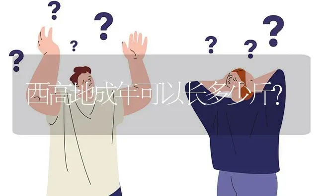 西高地成年可以长多少斤？ | 动物养殖问答