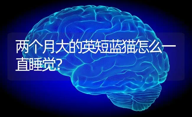 两个月大的英短蓝猫怎么一直睡觉？ | 动物养殖问答