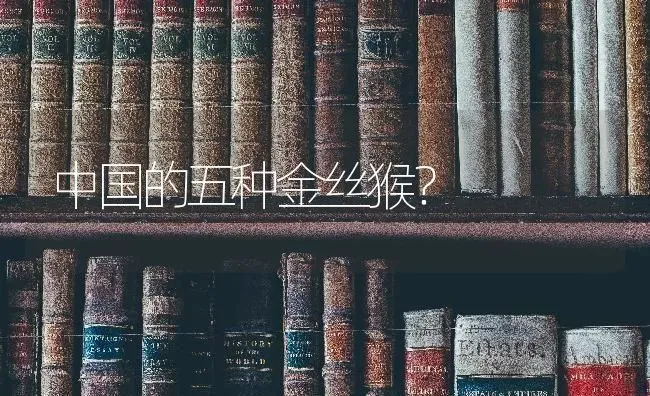 什么狗最聪明,温顺，通人性？ | 动物养殖问答