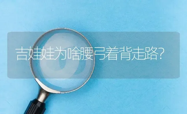 吉娃娃为啥腰弓着背走路？ | 动物养殖问答