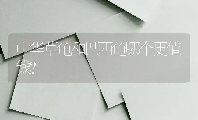 中华草龟和巴西龟哪个更值钱？ | 动物养殖问答