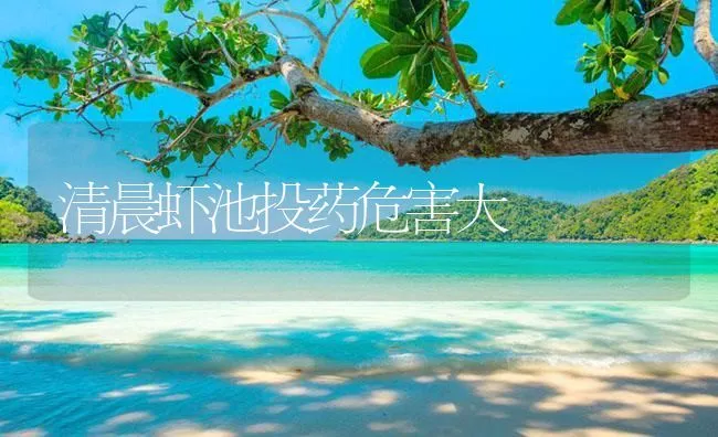 清晨虾池投药危害大 | 海水养殖技术