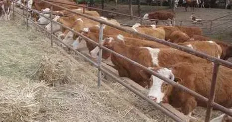 肉牛饲喂尿素要讲科学