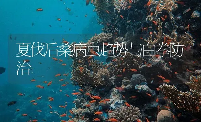 夏伐后桑病虫趋势与白拳防治 | 海水养殖技术