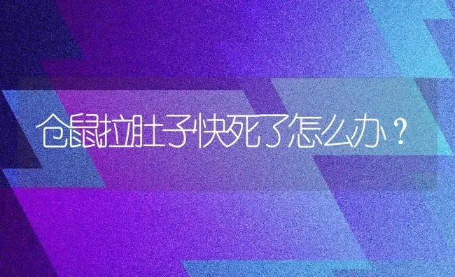 仓鼠拉肚子快死了怎么办？ | 动物养殖问答