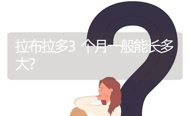 拉布拉多3个月一般能长多大？ | 动物养殖问答