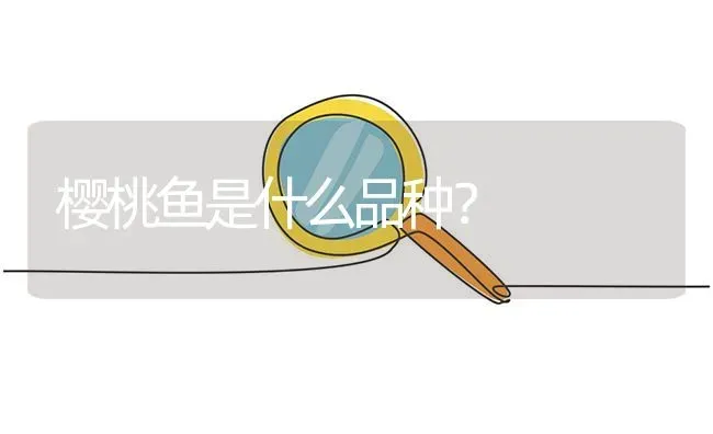 樱桃鱼是什么品种？ | 鱼类宠物饲养