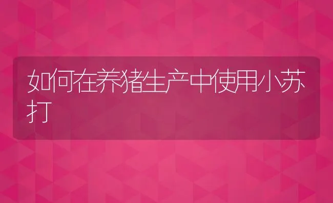 如何在养猪生产中使用小苏打 | 动物养殖饲料