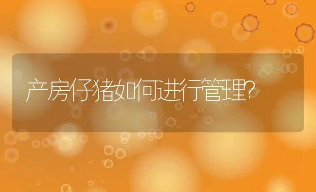 产房仔猪如何进行管理？ | 动物养殖学堂