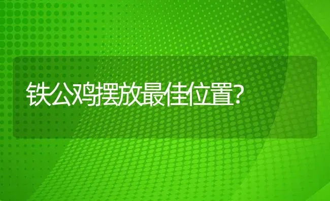 铁公鸡摆放最佳位置？ | 鱼类宠物饲养